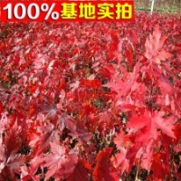 出售各種規(guī)格紅楓樹 美國紅楓