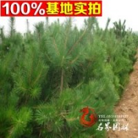 基地直銷黑松苗 黑松造型苗