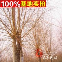 柳樹基地常年供應(yīng)【金絲垂柳】