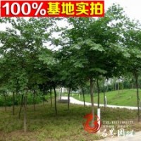 紫荊基地長期批發(fā)各規(guī)格【巨紫荊】