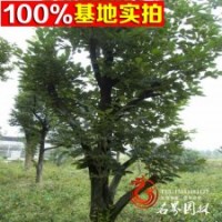常年供應(yīng)果樹類【柿樹】蘋果樹