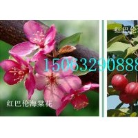紅巴倫海棠，長勢快，紅花，大果，臨沂北美海棠研究所