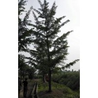 精品銀杏
