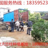 浙江工廠綠化行道樹價(jià)格 10公分天竺桂浙江樟最新價(jià)格
