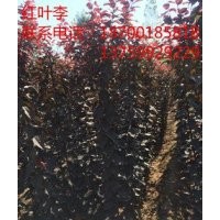 紅葉李