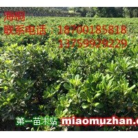 海桐，營(yíng)養(yǎng)缽海桐