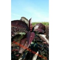 王族海棠，絢麗海棠，金葉復(fù)葉槭，紅葉復(fù)葉槭，紅葉李