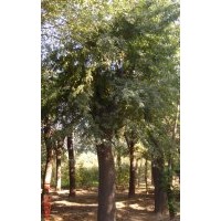 欒樹，欒樹種植基地，準時裝車，是欒樹首選