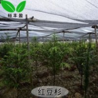 湖南苗圃直銷紅豆杉紫杉醇防癌3到5公分紅豆杉