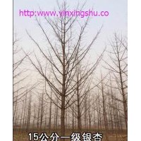 供應銀杏樹 13562955828