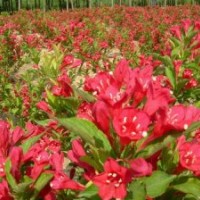 紅王子錦帶苗圃基地數(shù)量多規(guī)格全 紅王子錦帶價格咨詢