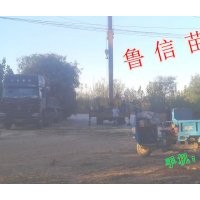 國槐 毛白楊