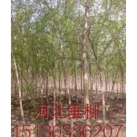 凱達(dá)--柳樹基地長期供應(yīng)各種喬灌木