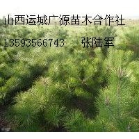 1.5米油松大量低價優(yōu)惠出售