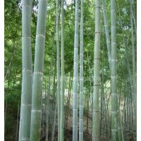 剛竹、金鑲玉竹、箬竹、青皮竹