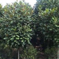 別名 荷花玉蘭 廣玉蘭價格 廣玉蘭價格更新