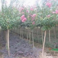 別稱入驚兒樹 百日紅 滿堂紅 紫薇價(jià)格，紫薇價(jià)格介紹