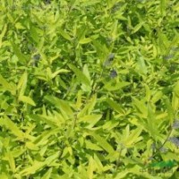 金葉蕕、紅帽月季、八仙花、法國冬青、龜甲冬青