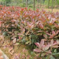紅葉石楠、金葉蕕、紅帽月季、八仙花、法國(guó)冬青
