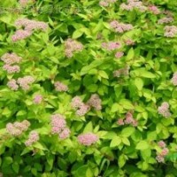 三裂繡線菊、李葉繡線菊、金山繡線菊、紅花繡線菊、金焰繡線菊、