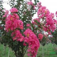 高桿女貞、櫻花、紫荊、紫薇、廣玉蘭、白玉蘭、紫玉蘭、黃玉蘭