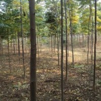 6公分欒樹35元-益陽有亮園林