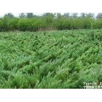 河北保定30-40-50-60-80公分高沙地柏價格