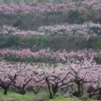 供應(yīng)山桃，山杏，櫻花，海棠，櫻桃等