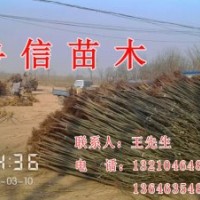 供應(yīng)國槐 白蠟 法桐 五角楓 榆樹紫葉李 毛白楊 速生柳 黃柳 垂柳