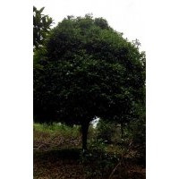 供應(yīng)大葉女貞、桂花、皂角