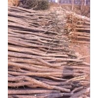 山東菏澤大量供應(yīng)6公分國槐樹