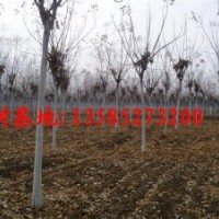 欒樹低價(jià)供應(yīng)：最新欒樹價(jià)格、最新欒樹圖片、欒樹基地