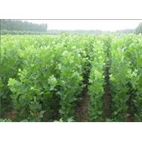 低價(jià)供應(yīng)速生法桐小苗、速生白蠟