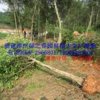 福建小葉榕地苗袋苗胸徑8-10公分 漳州細(xì)葉榕假植苗 農(nóng)戶價(jià)格