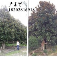 廣玉蘭