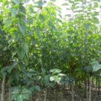 大量供應(yīng)小苗:紫薇大苗 、桑樹小苗 、扶芳藤小苗