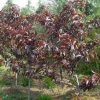 大量供應(yīng)小苗:連翹小苗 ，碧桃小苗、紫葉碧桃小苗