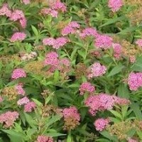 大量供應(yīng)小苗:火棘小苗、黃馨小苗、繡線(xiàn)菊小苗