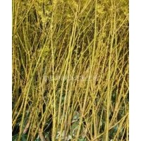 大量供應(yīng)小苗:紫玉蘭小苗、黃玉蘭小苗、黃金槐小苗