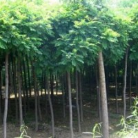 大量供應(yīng)小苗:江南槐小苗、國(guó)槐小苗、垂槐小苗