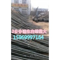 速生白蠟價(jià)格