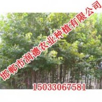 速生楊點(diǎn)擊咨詢【邯鄲潤(rùn)德農(nóng)業(yè)】
