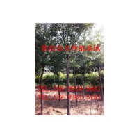 山東什么地方國槐樹比較便宜國槐樹量大嗎