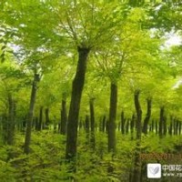 河北白蠟白蠟價格河北苗木欒樹規(guī)格綠化苗木欒樹報價國槐欒樹白蠟