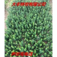 紅豆杉