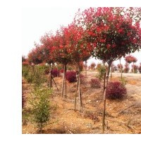 您不可不知的反季紅——紅葉石楠行道樹|紅葉石楠獨桿苗