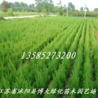 45萬棵80公分高蜀檜低價直銷-80公分高蜀檜價格便宜【量大價低】