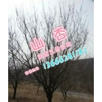 山杏10-30公分