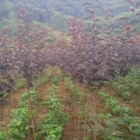 四川紅葉櫻花