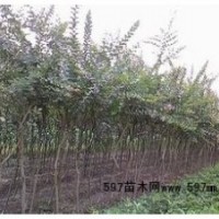 供應(yīng)紅花紫薇、紫薇綠化苗木